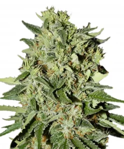 White Widow Feminized Esrar Tohumu (Amsterdam Marijuana Seeds AMS)