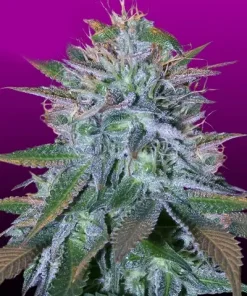 White Widow Feminized Esrar Tohumu (Crop King Seeds)
