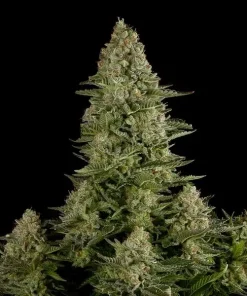 White Widow Feminized Esrar Tohumu (Dinafem)