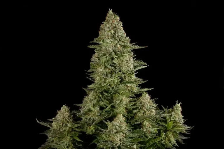 White Widow Feminized Esrar Tohumu (Dinafem)