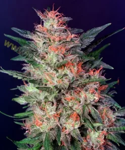 White Widow Feminized Esrar Tohumu (Dutch Passion)