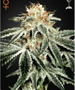 White Widow Feminized Esrar Tohumu (Green House Seed Co.)