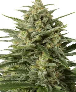 White Widow Feminized Esrar Tohumu (Growers Choice Seeds)