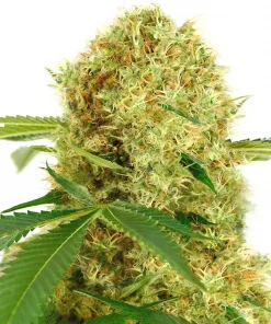 White Widow () Feminized Esrar Tohumu (ILGM)