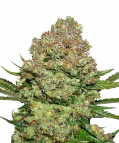 White Widow Feminized Esrar Tohumu (Seedstockers)