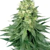 White Widow Feminized Esrar Tohumu (White Label)