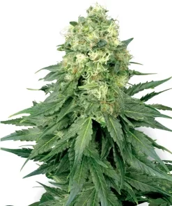 White Widow Feminized Esrar Tohumu (White Label)