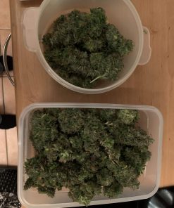 White Widow Feminized Esrar Tohumu (White Label)