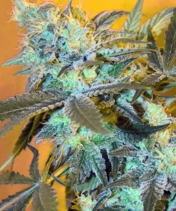 White Widow Regular Esrar Tohumu (Spliff Seeds)