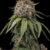 White Widow XXL Feminized Esrar Tohumu (Barney's Farm)