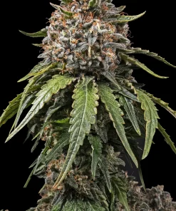 White Widow XXL Feminized Esrar Tohumu (Barney's Farm)