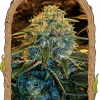 Z and Z Feminized Esrar Tohumu (Exotic Seed)
