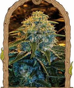 Z and Z Feminized Esrar Tohumu (Exotic Seed)