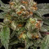 Zake Feminized Esrar Tohumu (Ripper Seeds)