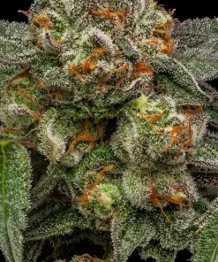 Zake Feminized Esrar Tohumu (Ripper Seeds)