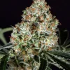 Zkittalicious Feminized Esrar Tohumu (Exotic Seed)