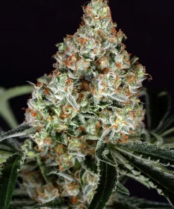 Zkittalicious Feminized Esrar Tohumu (Exotic Seed)