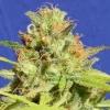 Zkittlez Auto Fem Esrar Tohumu (Original Sensible Seeds)