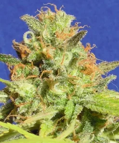 Zkittlez Auto Fem Esrar Tohumu (Original Sensible Seeds)