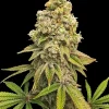 Zkittlez Feminized Esrar Tohumu (Club Riot Seeds)