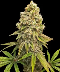 Zkittlez Feminized Esrar Tohumu (Club Riot Seeds)