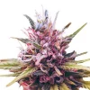 Zkittlez Feminized Esrar Tohumu (ILGM)