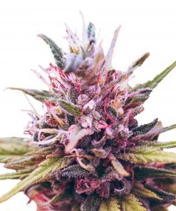 Zkittlez Feminized Esrar Tohumu (ILGM)