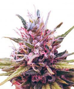 Zkittlez Feminized Esrar Tohumu (ILGM)