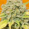 Zkittlez Feminized Esrar Tohumu (Original Sensible Seeds)