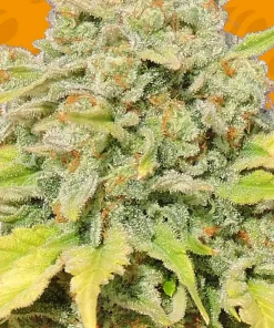 Zkittlez Feminized Esrar Tohumu (Original Sensible Seeds)