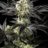 Zoap Rose Feminized Esrar Tohumu (Kannabia Seed Company)