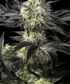 Zoap Rose Feminized Esrar Tohumu (Kannabia Seed Company)