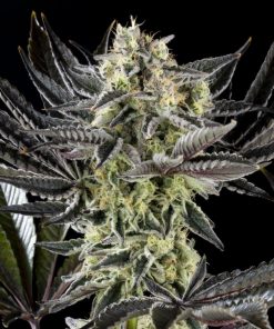Zoap Rose Feminized Esrar Tohumu (Kannabia Seed Company)