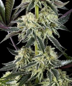 Zoap Rose Feminized Esrar Tohumu (Kannabia Seed Company)