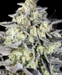 Zoap Rose Feminized Esrar Tohumu (Kannabia Seed Company)