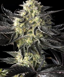 Zoap Rose Feminized Esrar Tohumu (Kannabia Seed Company)