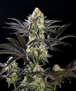 Zoap Rose Feminized Esrar Tohumu (Kannabia Seed Company)