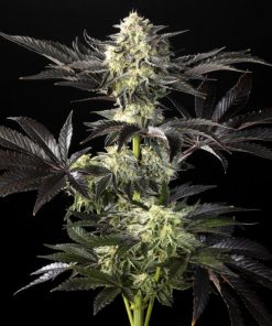 Zoap Rose Feminized Esrar Tohumu (Kannabia Seed Company)