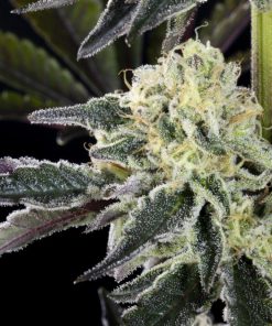 Zoap Rose Feminized Esrar Tohumu (Kannabia Seed Company)