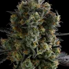 Zoomiez Feminized Esrar Tohumu (Anesia Seeds)