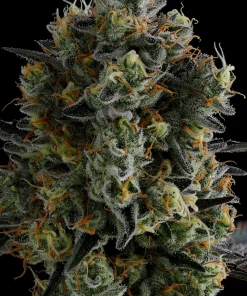 Zoomiez Feminized Esrar Tohumu (Anesia Seeds)