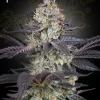 Ztrawberry Feminized Esrar Tohumu (Green House Seed Co.)