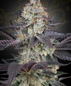 Ztrawberry Feminized Esrar Tohumu (Green House Seed Co.)